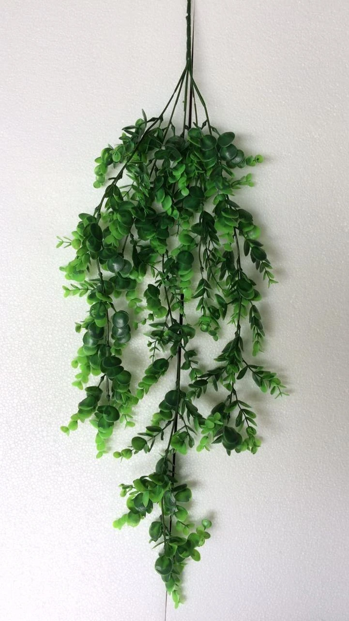 Creeper Eucx1 L 80CM W 30CM
